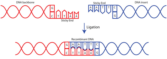 연구 용도 오직을 위한 단일 효소 소설 T4 dna 리가아제 400 U/UL