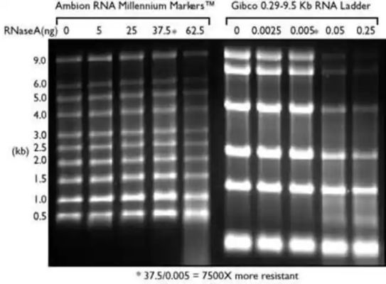 저범위 스르나 사다리와 RNA 마커, 포름아미드 RNA 사다리 0.125-6.0Kb